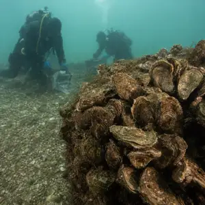 Evropská Plochá Ústřice Mizí Ze Severního Moře, Ekology Obnovují Ztracené Útesy