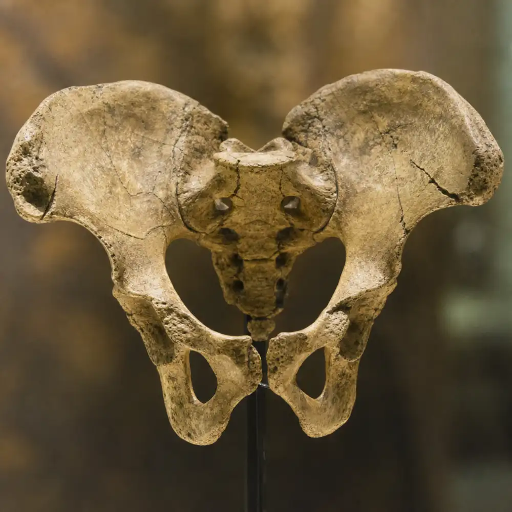 Nová Studie: Homo Floresiensis Chodil Pomalu A Neefektivně, Ukazuje Analýza Pánve