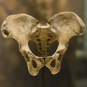 Nová Studie: Homo Floresiensis Chodil Pomalu A Neefektivně, Ukazuje Analýza Pánve