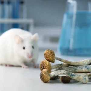 Psilocybin Podle Studie Na Myších Chrání Nervy Před Poškozením Při Chemoterapii