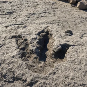 Vědci Objevili První Stopu Dospělého Tyranosaura, Prozrazuje Rychlost Jeho Chůze