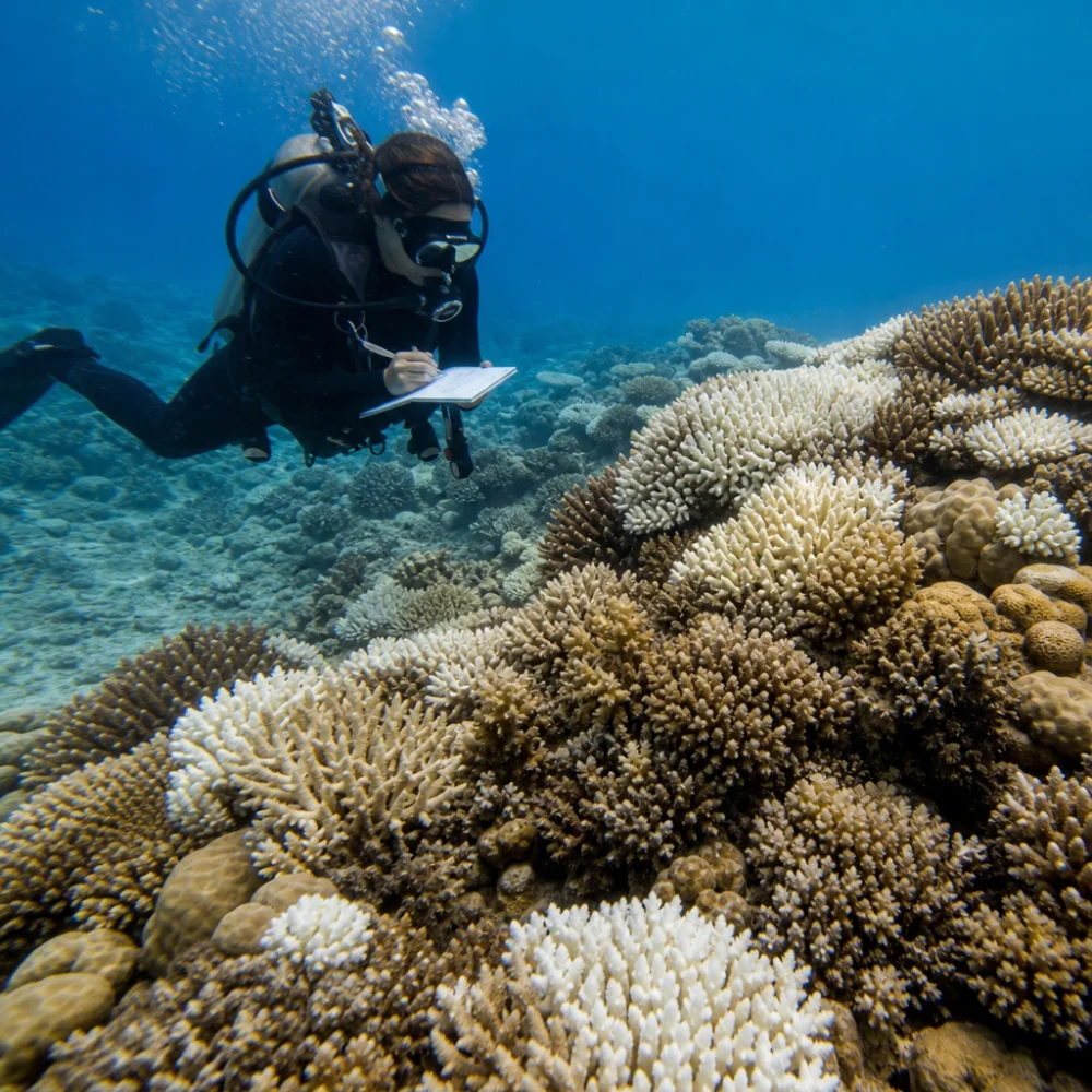 Vědci Z Curtin University Odhalili Klíčový Faktor Obnovy Korálů Na Ningaloo Reef