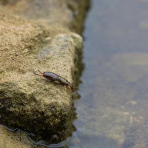 Parazitická Hlístice Mění Chování Škvorů, Nakažení Hmyz Míří K Vodě