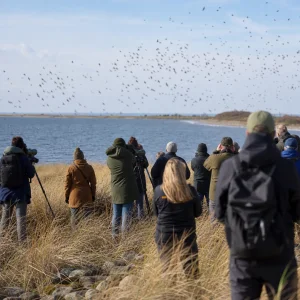 Falsterbo Láká Pozorovatele Na Masovou Podzimní Migraci Ptáků A Dravců