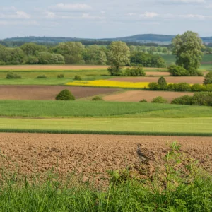 Studie: Pestřejší Skladba Plodin Na Menších Polích Prospívá Ptačím Populacím