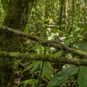 Australští Vědci Popsali Dva Nové Druhy Klacatek Rodu Anchiale, Jeden Žije V Ohroženém Pralese Mabi