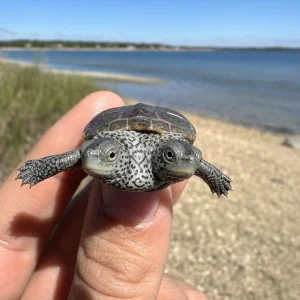 Na Cape Cod Našli Vzácné Dvouhlavé Mládě Želvy Diamondback Terrapin