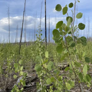 Vědci Objevili, Že Osiky Si Pamatují Minulá Sucha V Chemii Svých Listů