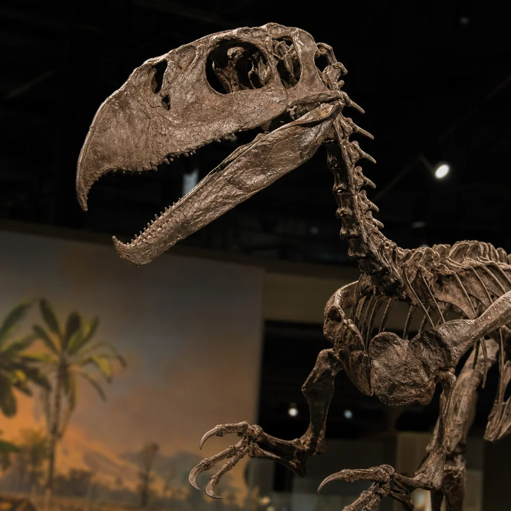 Vědci Popsali Nového Dinosaura Infernogallus Jamesi S Unikátním Skusem