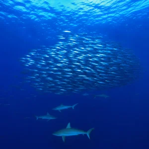Jak Život V Otevřeném Oceánu Přežívá Bez Úkrytu: Hejna, Migrace A Synchronizace