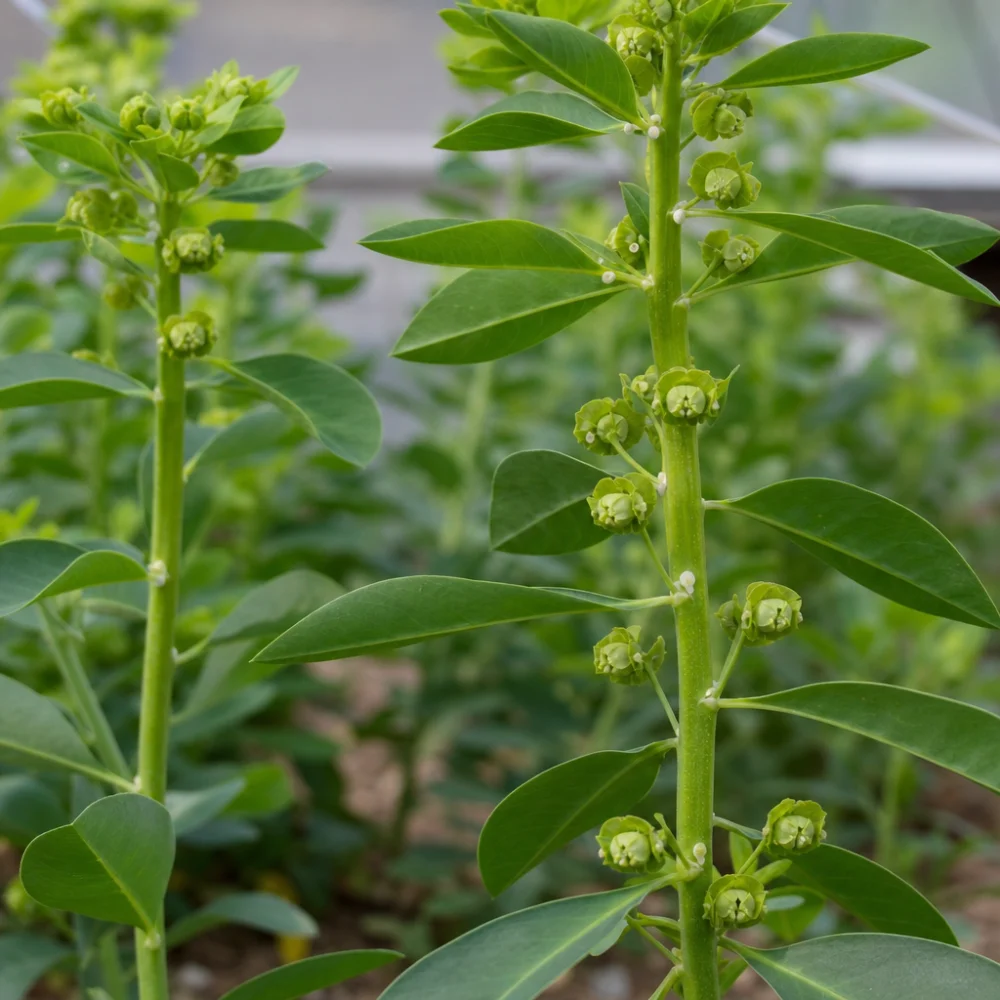 Vědci Odhalili Molekulární Dráhu Řídící Růst Laticiferů Produkujících Latex U Euphorbia Lathyris