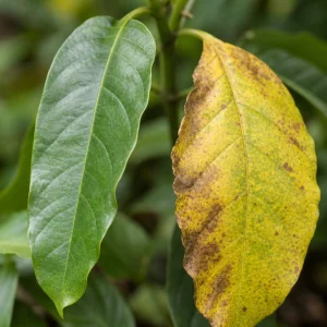 Blog Plantae: Metylace Rna Má Regulovat Tvorbu Jasmonátu A Stárnutí Rostlin