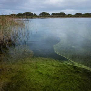 Sladkovodní Toky Mění Řasová Společenstva V Coorongu, Ukazuje 16Letý Výzkum